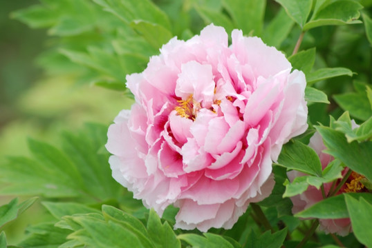 牡丹花 洛阳牡丹 花开富贵