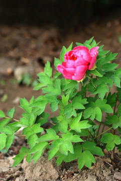 牡丹花 洛陽(yáng)牡丹 花開(kāi)富貴