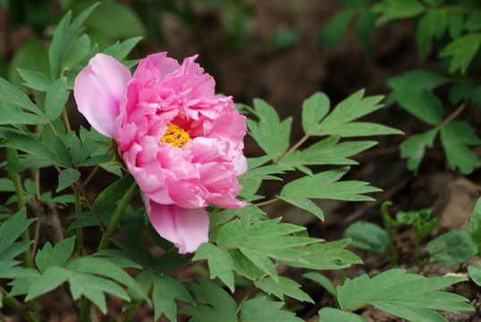 牡丹花 洛阳牡丹 花开富贵