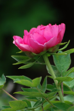 牡丹花 洛阳牡丹 花开富贵