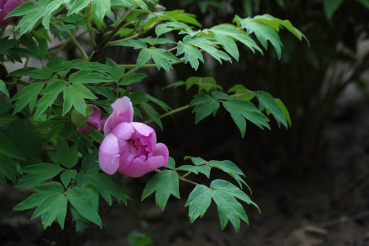 牡丹花 洛阳牡丹 花开富贵