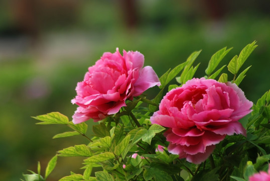 牡丹花 洛陽牡丹 花開富貴
