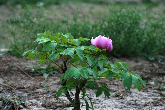 牡丹花 洛阳牡丹 花开富贵