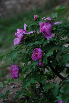 牡丹花 洛阳牡丹 花开富贵