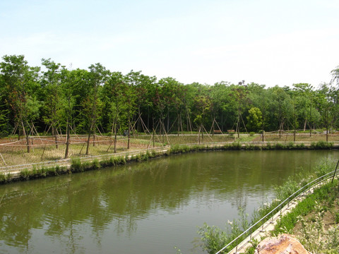 河道与小树林