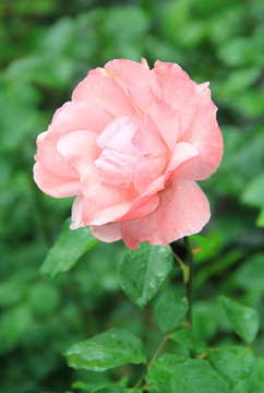 玫瑰 庭院玫瑰 玫瑰花