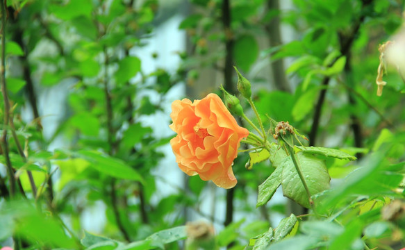 玫瑰 庭院玫瑰 玫瑰花