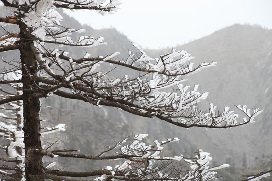 朱雀森林公园