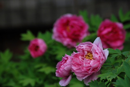 牡丹花 洛阳牡丹 花开富贵