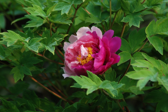 牡丹花 洛阳牡丹 花开富贵