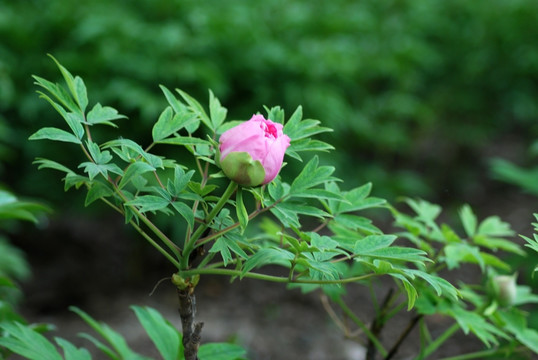 牡丹花 洛阳牡丹 花开富贵