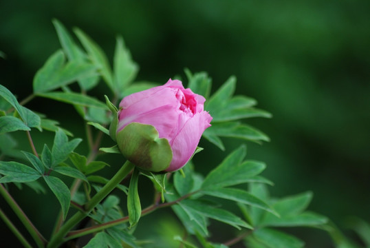 牡丹花 洛阳牡丹 花开富贵