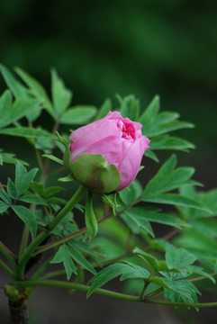 牡丹花 洛阳牡丹 花开富贵