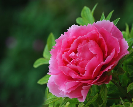 牡丹花 洛阳牡丹 花开富贵