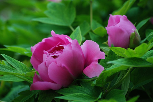 牡丹花 洛阳牡丹 花开富贵