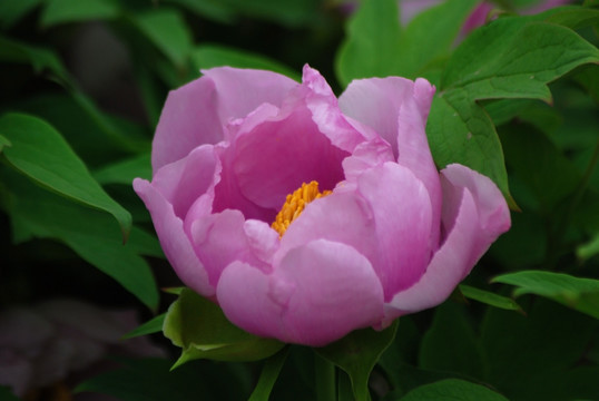 牡丹花 洛阳牡丹 花开富贵