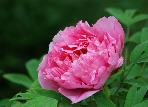 牡丹花 洛阳牡丹 花开富贵