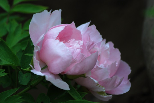 牡丹花 洛阳牡丹 花开富贵