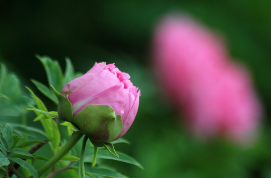 牡丹花 洛阳牡丹 花开富贵