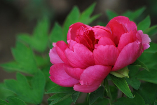 牡丹花 洛阳牡丹 花开富贵