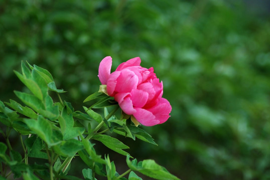 牡丹花 洛阳牡丹 花开富贵