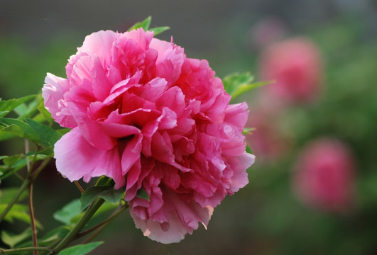 牡丹花 洛阳牡丹 花开富贵