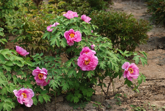 牡丹花 洛阳牡丹 花开富贵