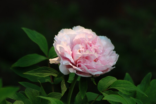 牡丹花 洛阳牡丹 花开富贵