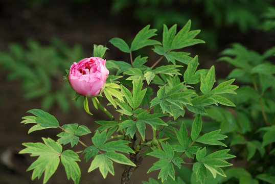 牡丹花 洛阳牡丹 花开富贵