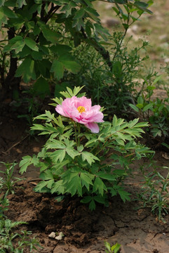 牡丹花 洛阳牡丹 花开富贵