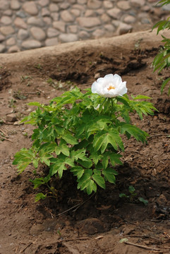 牡丹花 洛阳牡丹 花开富贵