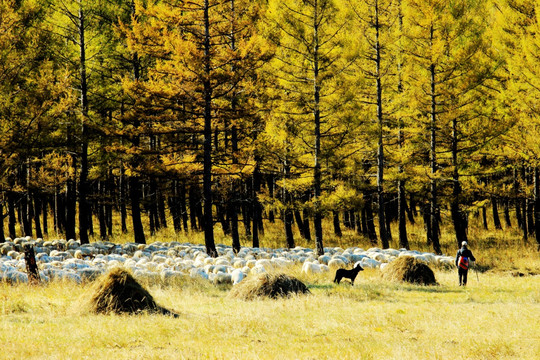 秋季森林放牧 羊群