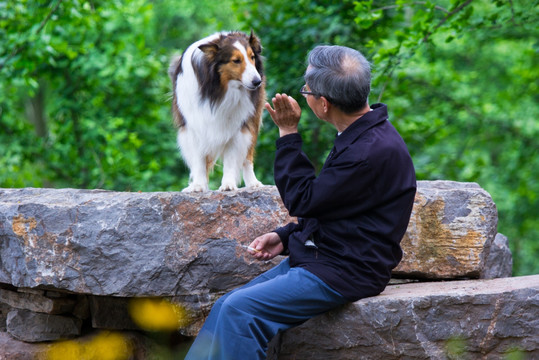 苏牧犬