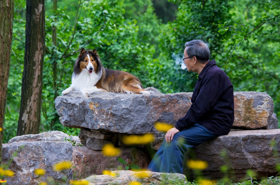 苏牧犬