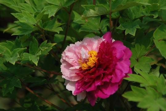 牡丹花 洛阳牡丹 花开富贵