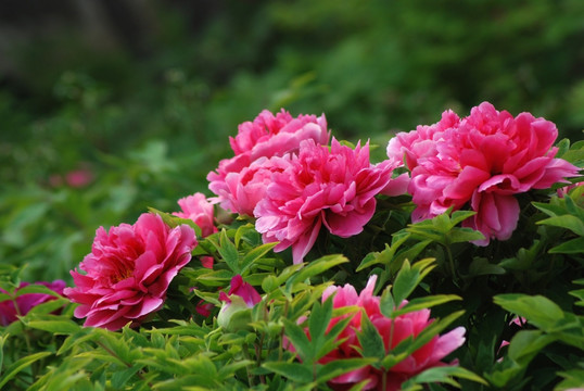 牡丹花 洛阳牡丹 花开富贵