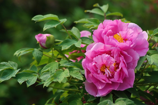 牡丹花 洛阳牡丹 花开富贵