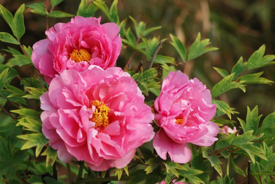 牡丹花 洛阳牡丹 花开富贵