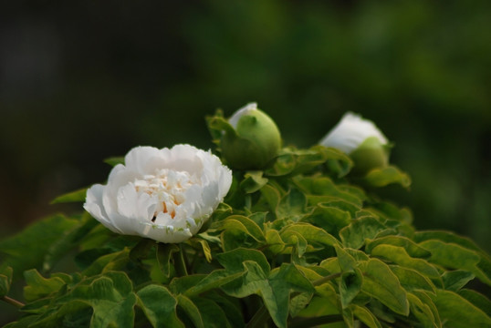 牡丹花 洛阳牡丹 白牡丹