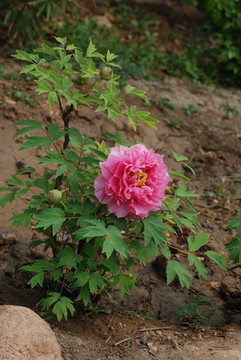 牡丹花 洛阳牡丹 花开富贵