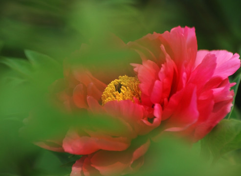 牡丹花 洛阳牡丹 花开富贵