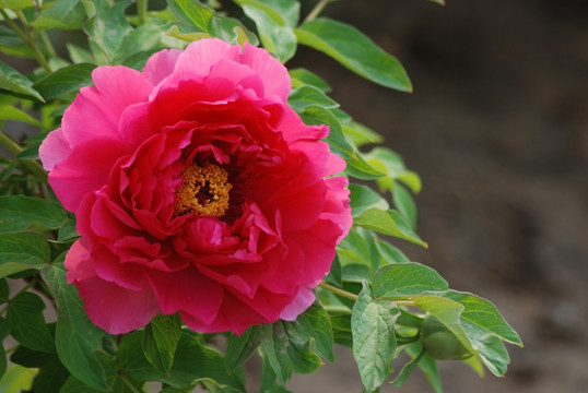 牡丹花 洛阳牡丹 花开富贵