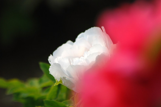 牡丹花 洛阳牡丹 花开富贵