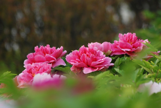 牡丹花 洛阳牡丹 花开富贵