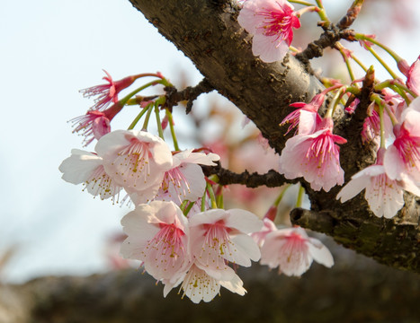 樱花