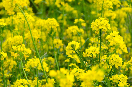 油菜花