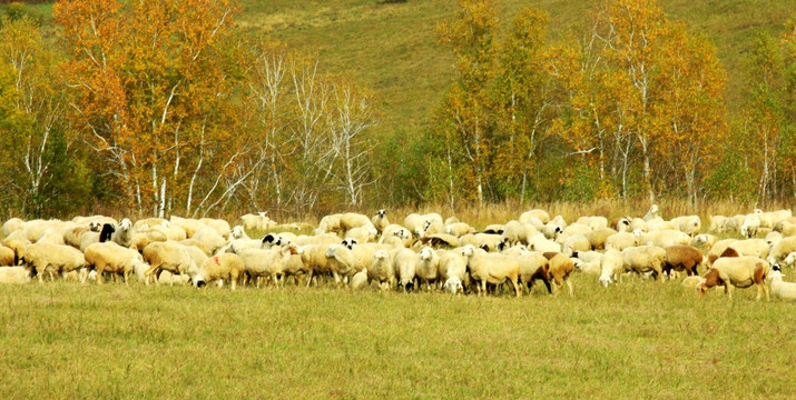 秋季 白桦林 羊群