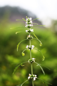 益母草