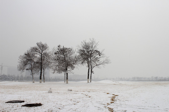 郑州大学雪景