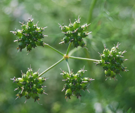 香菜种子